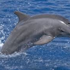 Dolphin