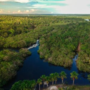 Amazon Forest